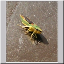 Graphocephala fennahi - Rhododendronzikade 01.jpg